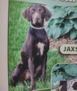 Max – NAVHDA's father, a German Short-haired Pointer