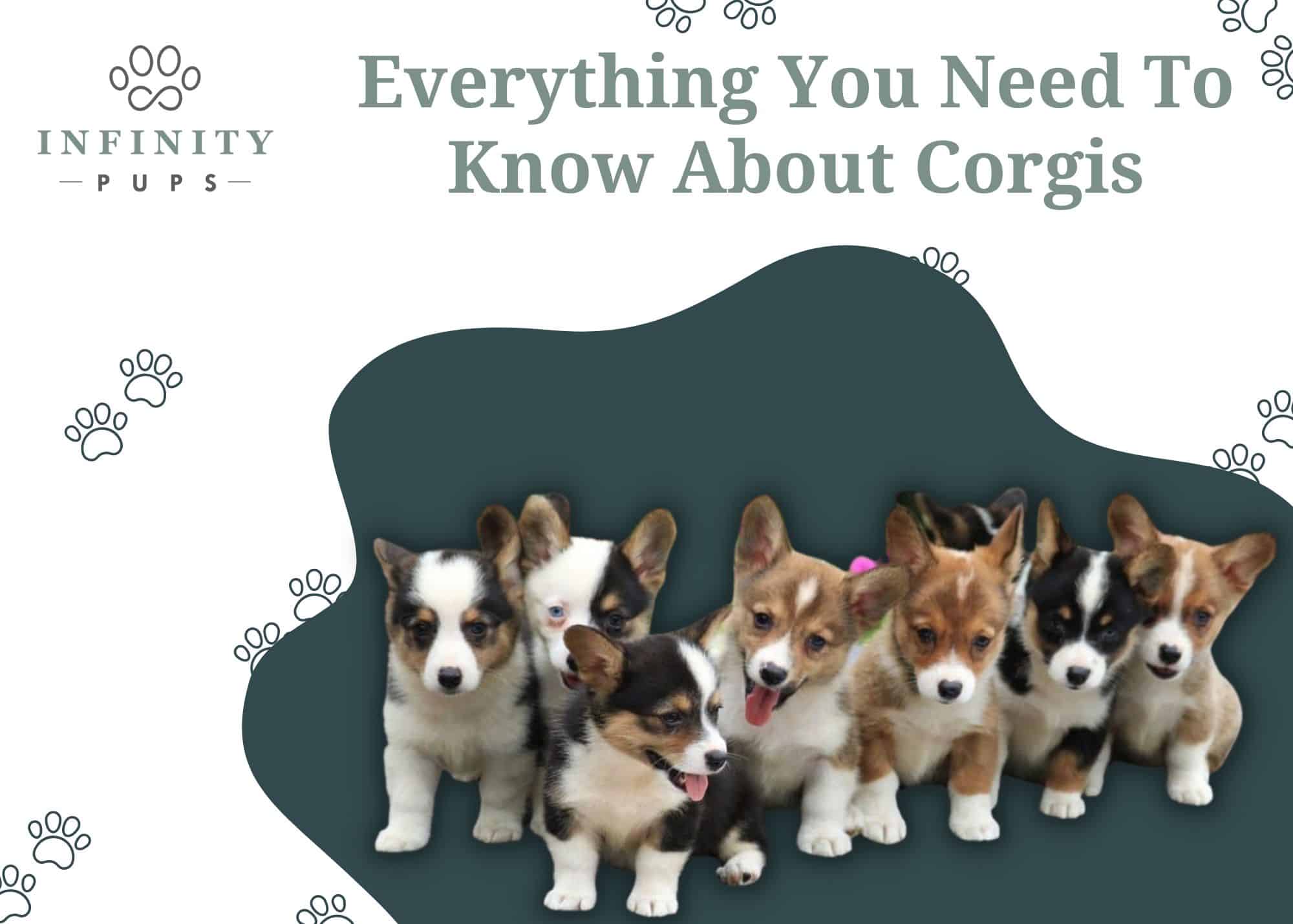 Everything You Need To Know About Corgis 6