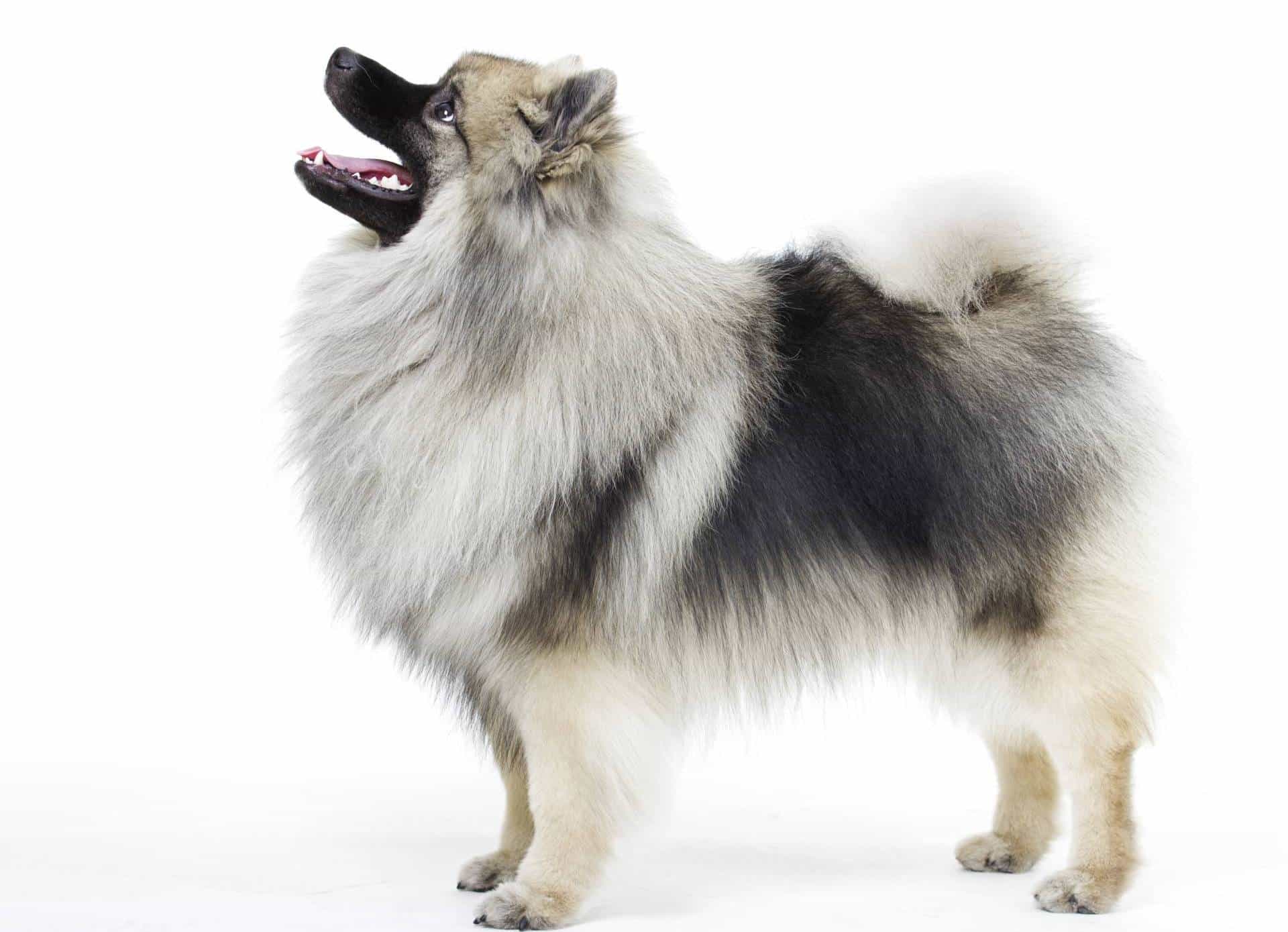 Keeshond puppies for sale