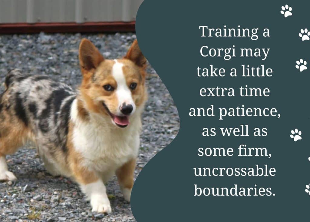 training a corgi training a corgi