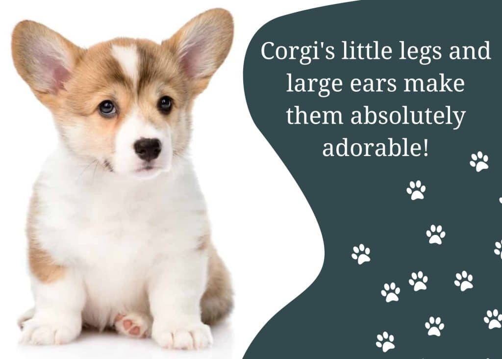 corgis little legs corgis little legs