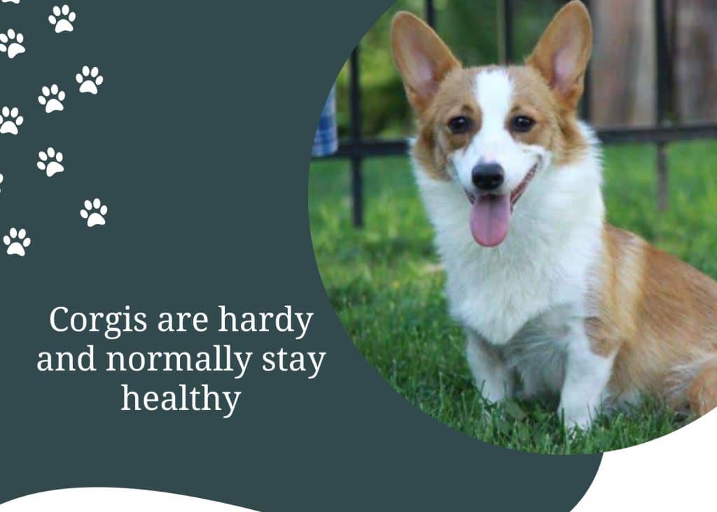corgis are hardy corgis are hardy