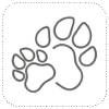 Cavapoo history