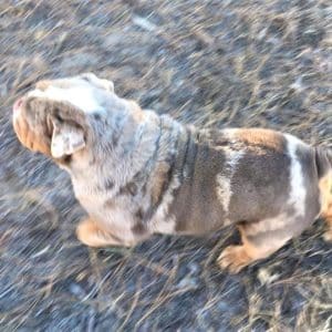 Brant – F1's father, a English Bulldog