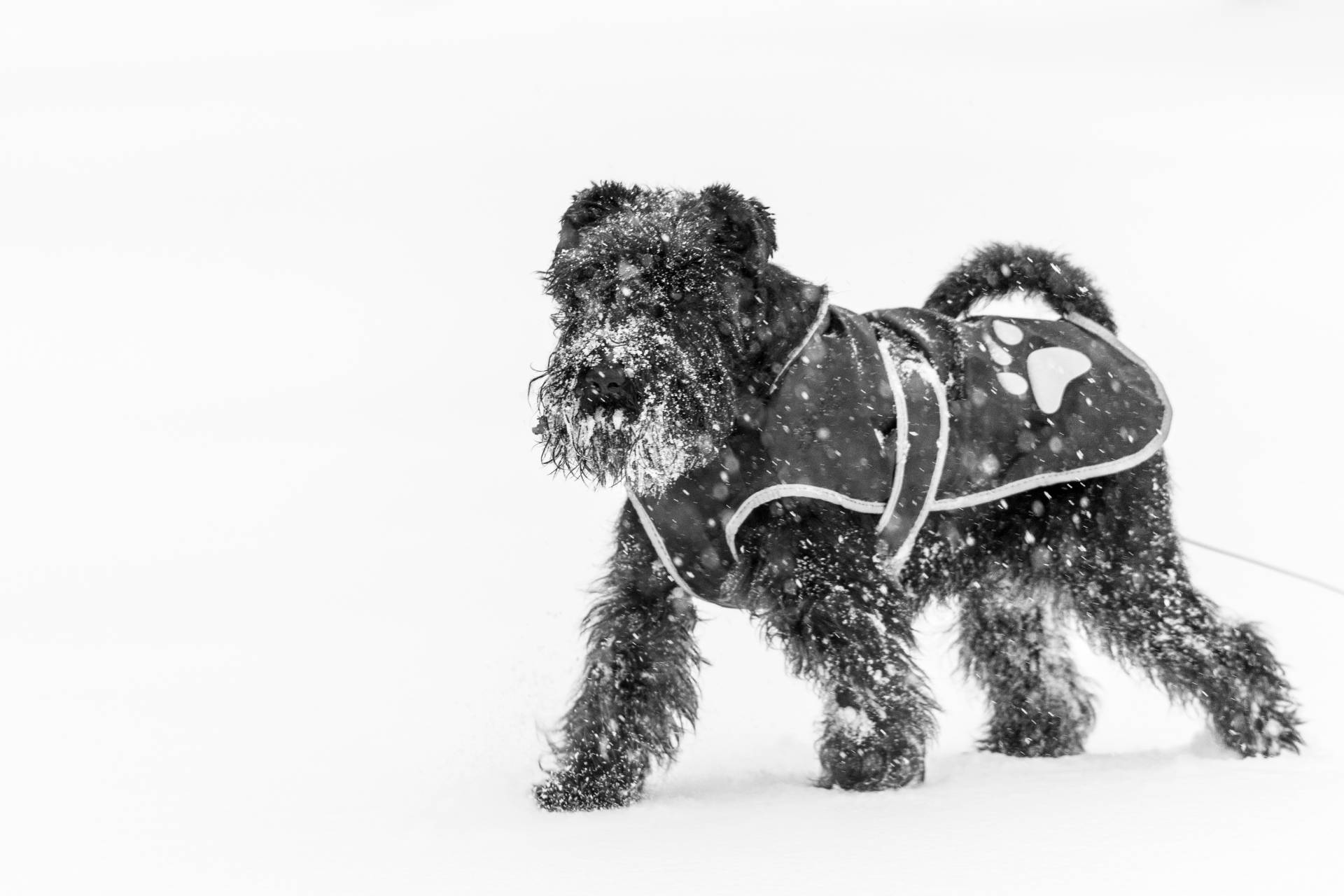 Schnoodle puppies for sale