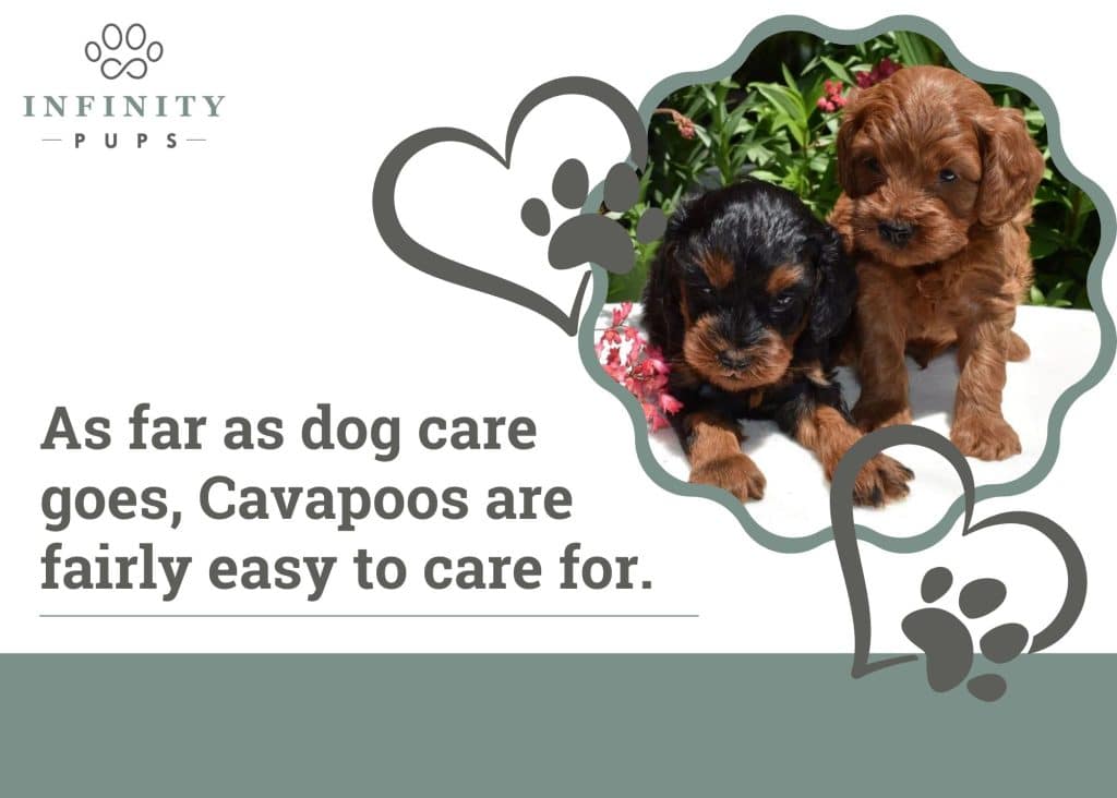 as far as dog care goes cavapoos are fairly easy to care for