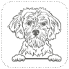 Things to know about cavapoos