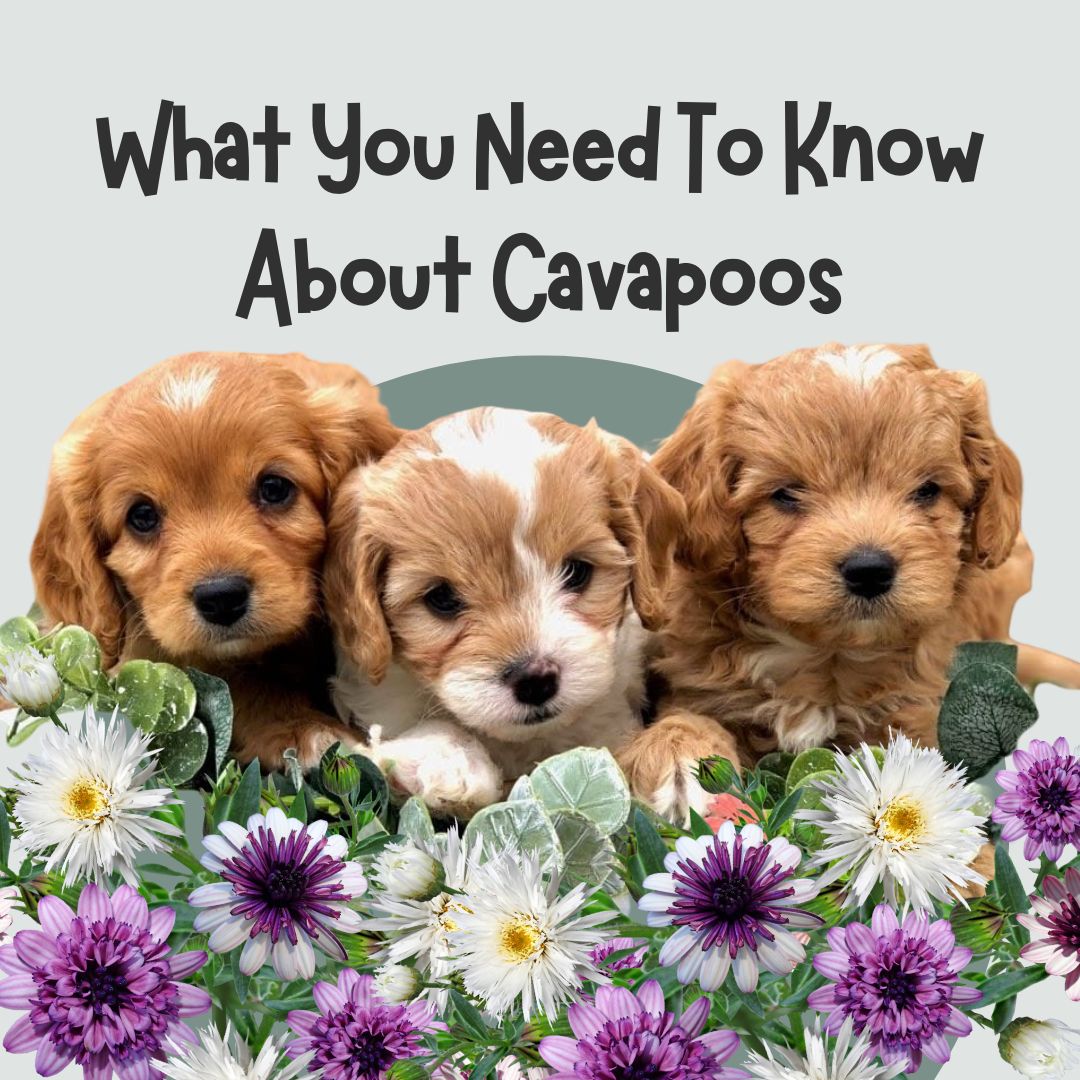 What You Need To Know About Cavapoos 5