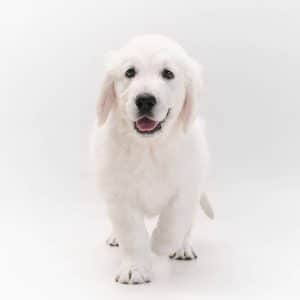 Golden Retriever - English Cream