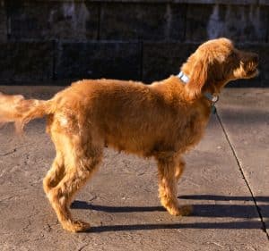 Rosie – f1b's mother, a Mini Irish Doodle
