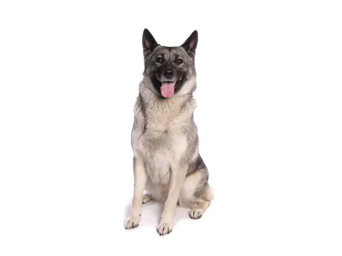 Norwegian Elkhound puppies for sale