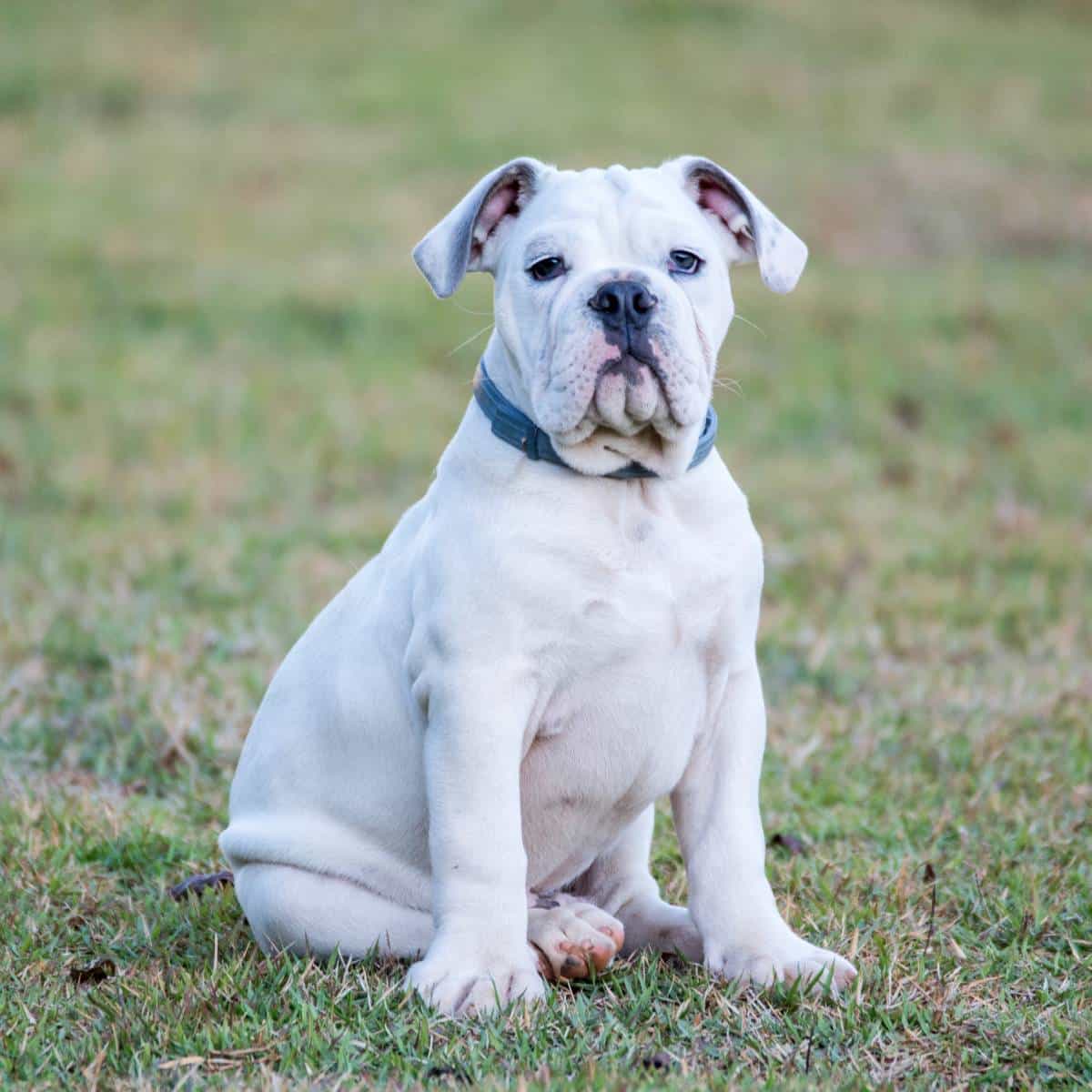 sample photo of Olde English Bulldogge puppies for sale