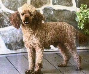 Rosie – f1b's father, a Mini Poodle
