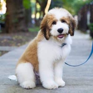 Saint Berdoodle