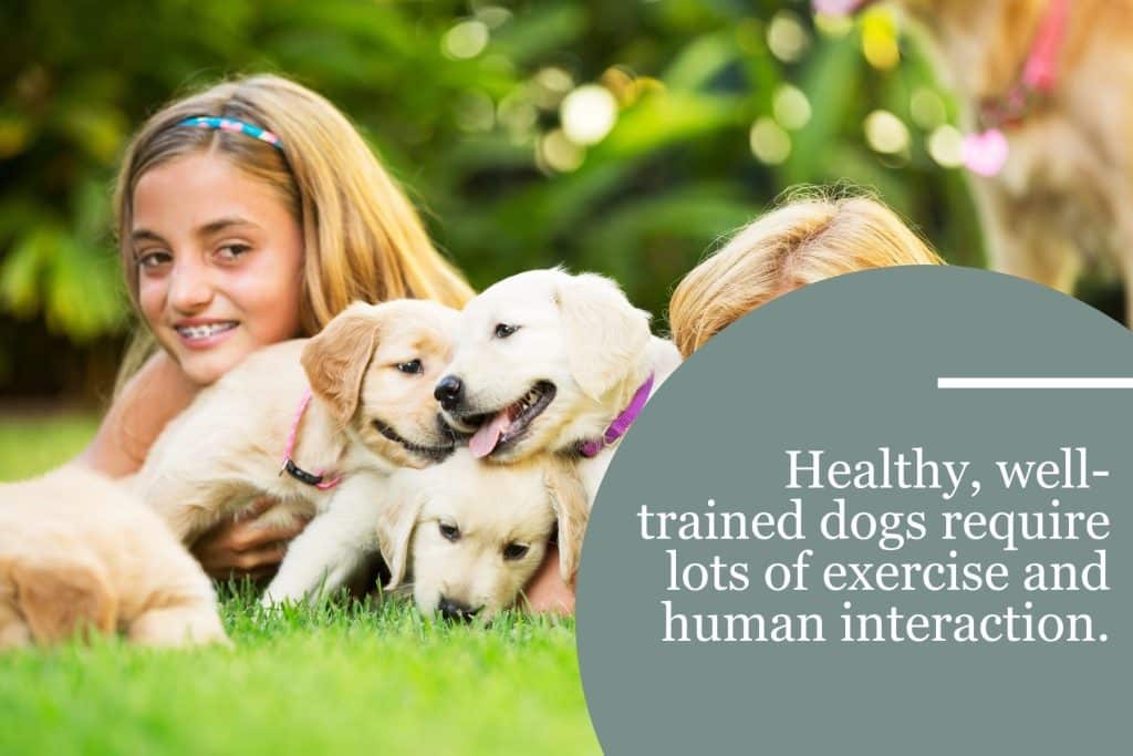 dogs require exercise and interaction