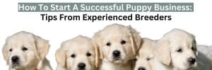 How To Start A Successful Puppy Business: Tips From Experienced Breeders 1 How To Start A Successful Puppy Business: Tips From Experienced Breeders 1