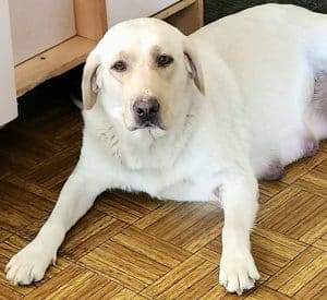 Ellie – AKC's mother, a Labrador Retriever
