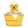Cavachon Care
