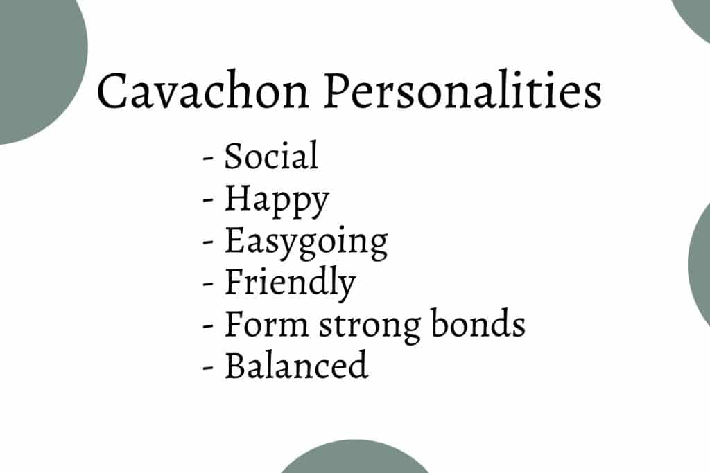 Mini Graphic 1- cavachon personality cavachon personality