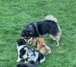 Sammy – mix's mother, a Pomeranian mix