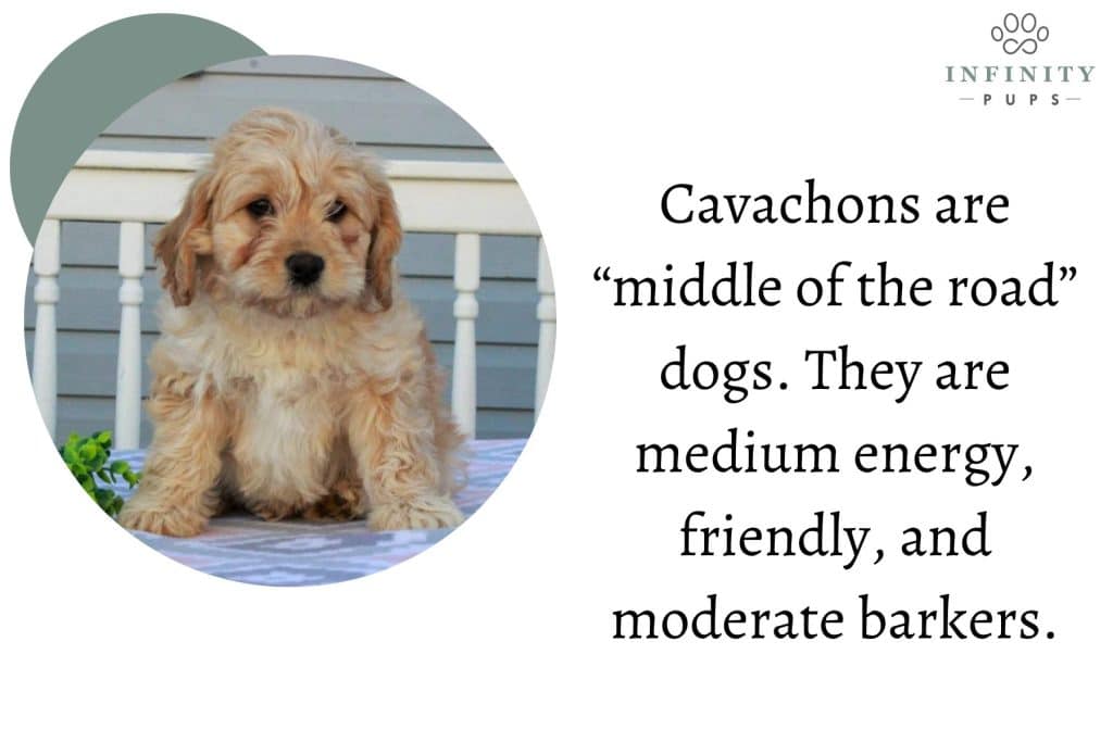 Text Graphic 1- cavachon are middle of the road dogs Cavachon are middle of the road dogs