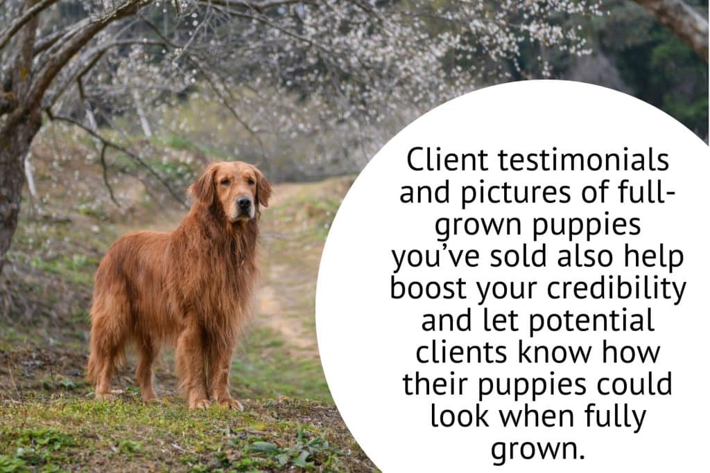 Text Graphic 3 pictures of full grown puppies boosts credibility