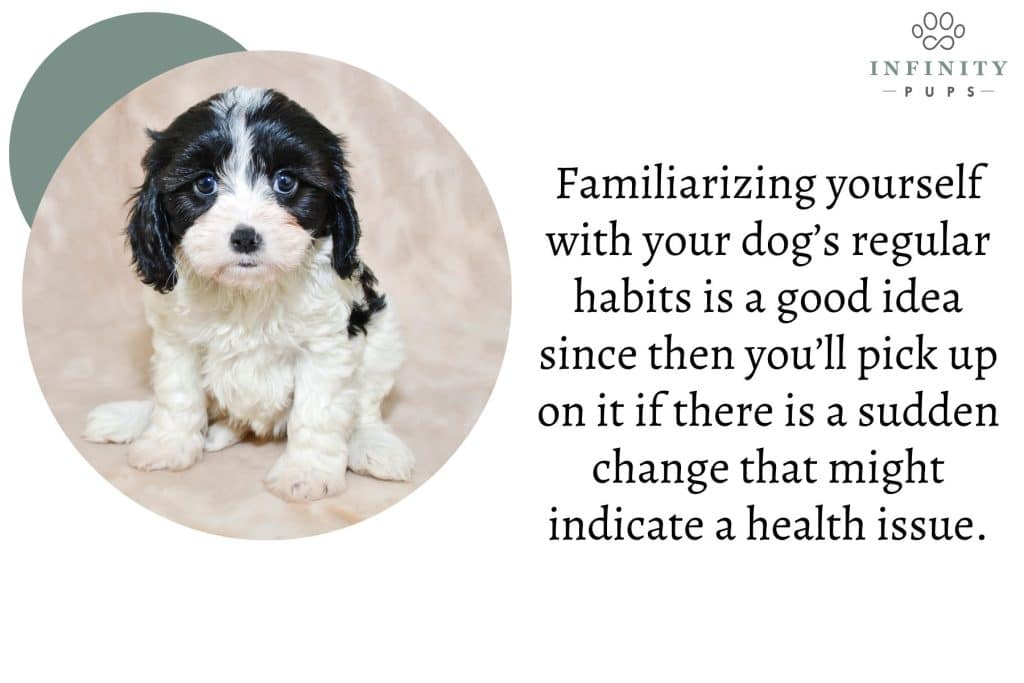know your dogs habits