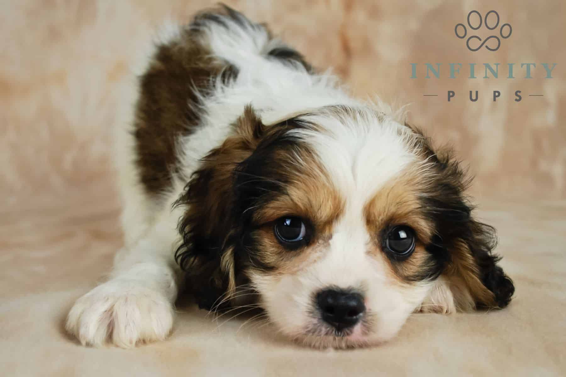 A Guide to the Cavachon 4