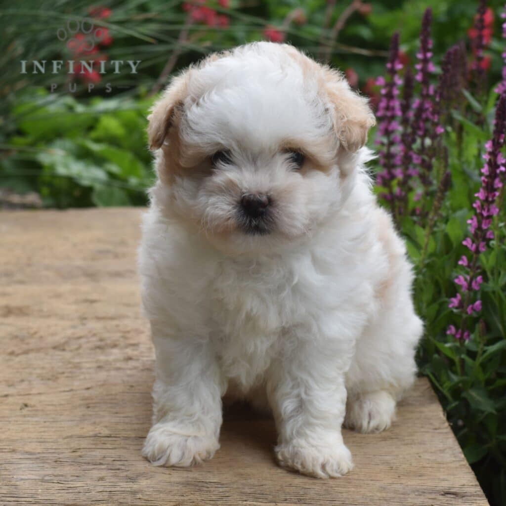 Pomapoo Puppies For Sale • Adopt Your Puppy Today • Infinity Pups
