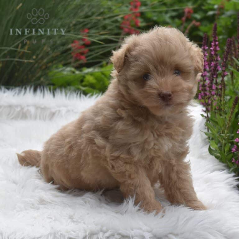 Pomapoo Puppies For Sale • Adopt Your Puppy Today • Infinity Pups