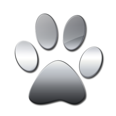 Husky Poodle Mix puppies for sale