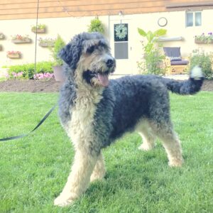 Rover's mother, a Bernedoodle