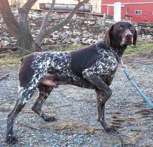 Rex – NAVHDA's father, a German Short-haired Pointer