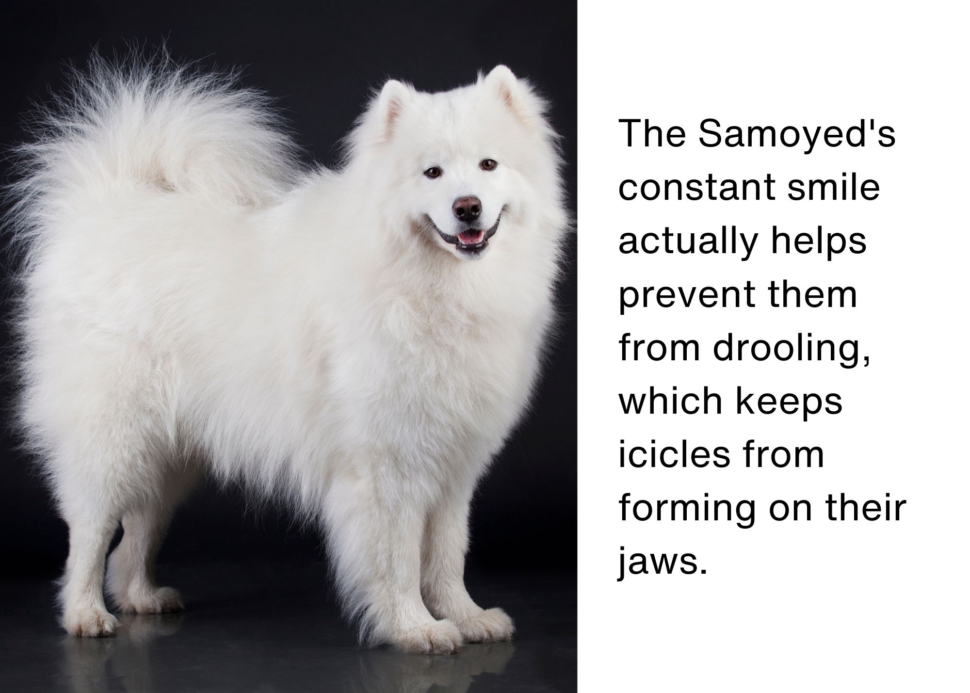 Samoyed Smile