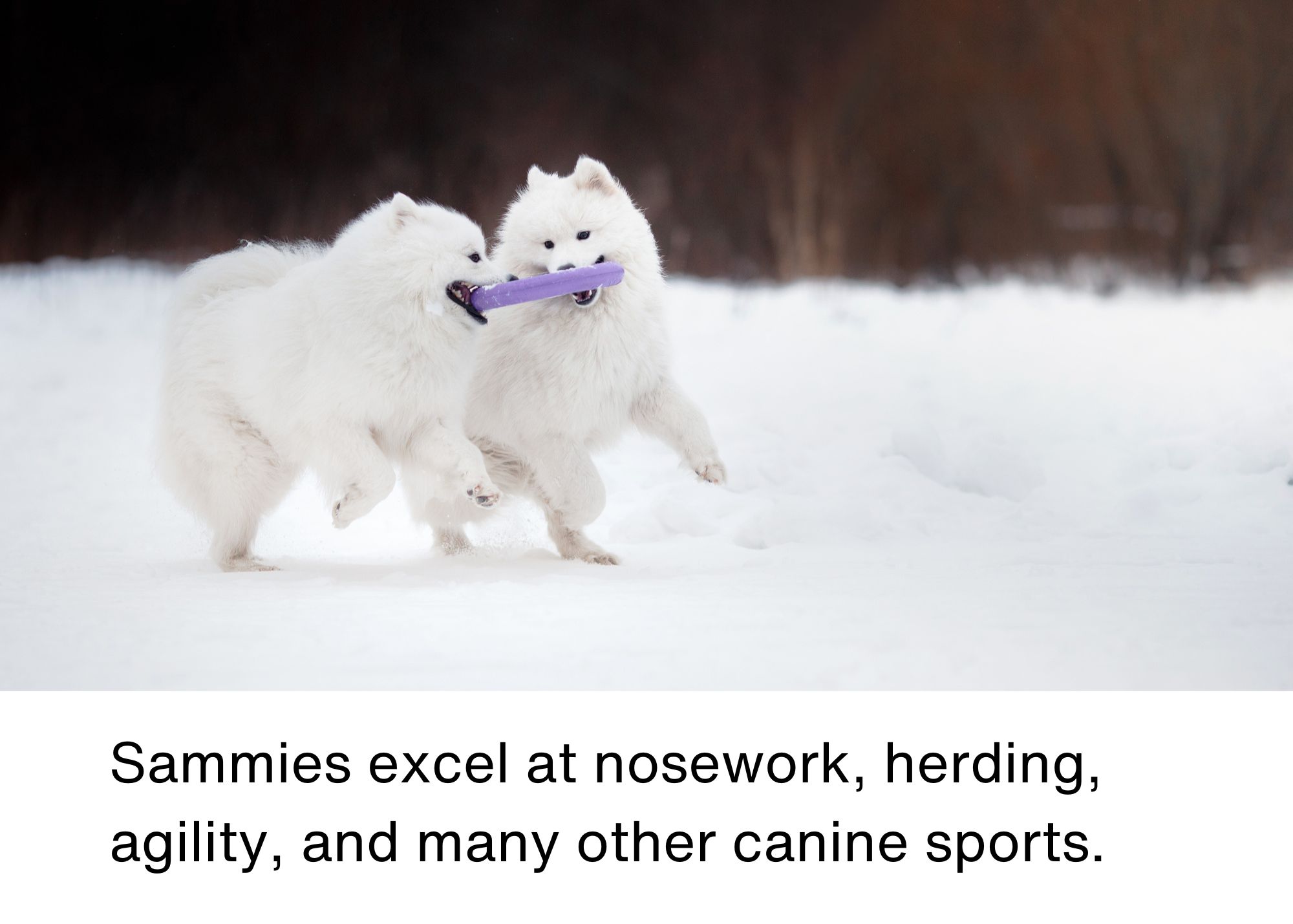 nosework, herding, canine sports