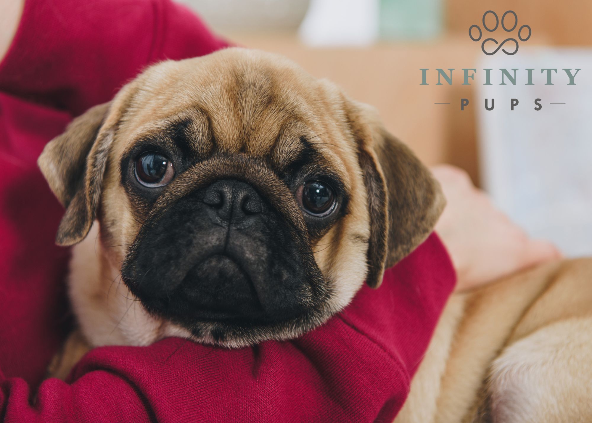 Pugs 101: Everything You Need to Know About the Quirky Canine 2
