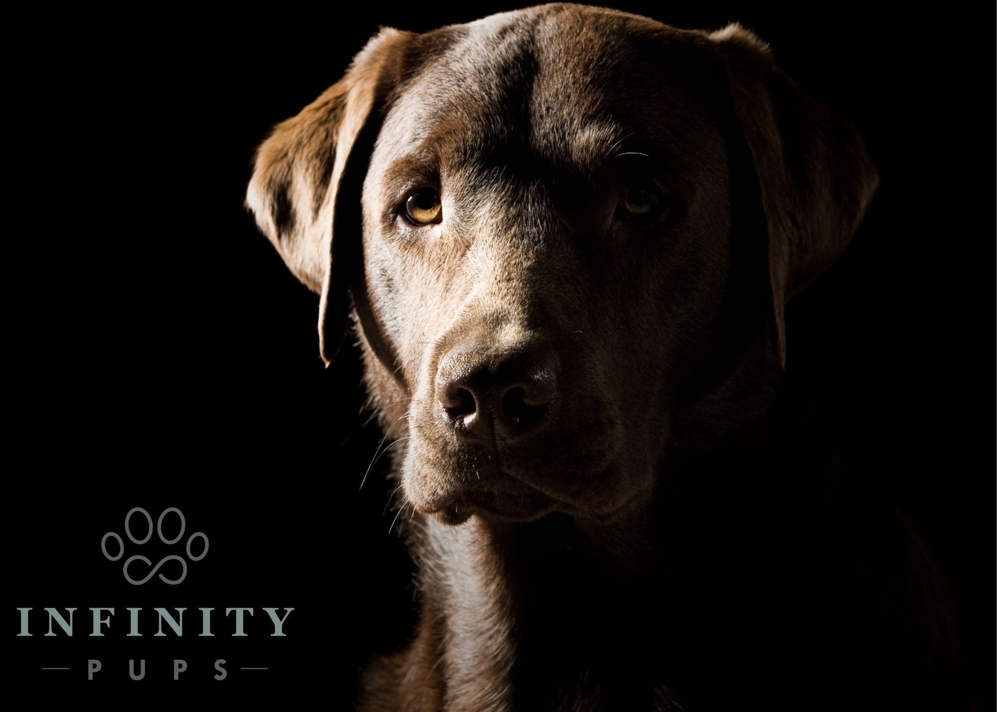 An Introduction to Chocolate Labs 3