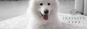 The Complete Guide To The Vibrant, Cheerful Samoyed 6