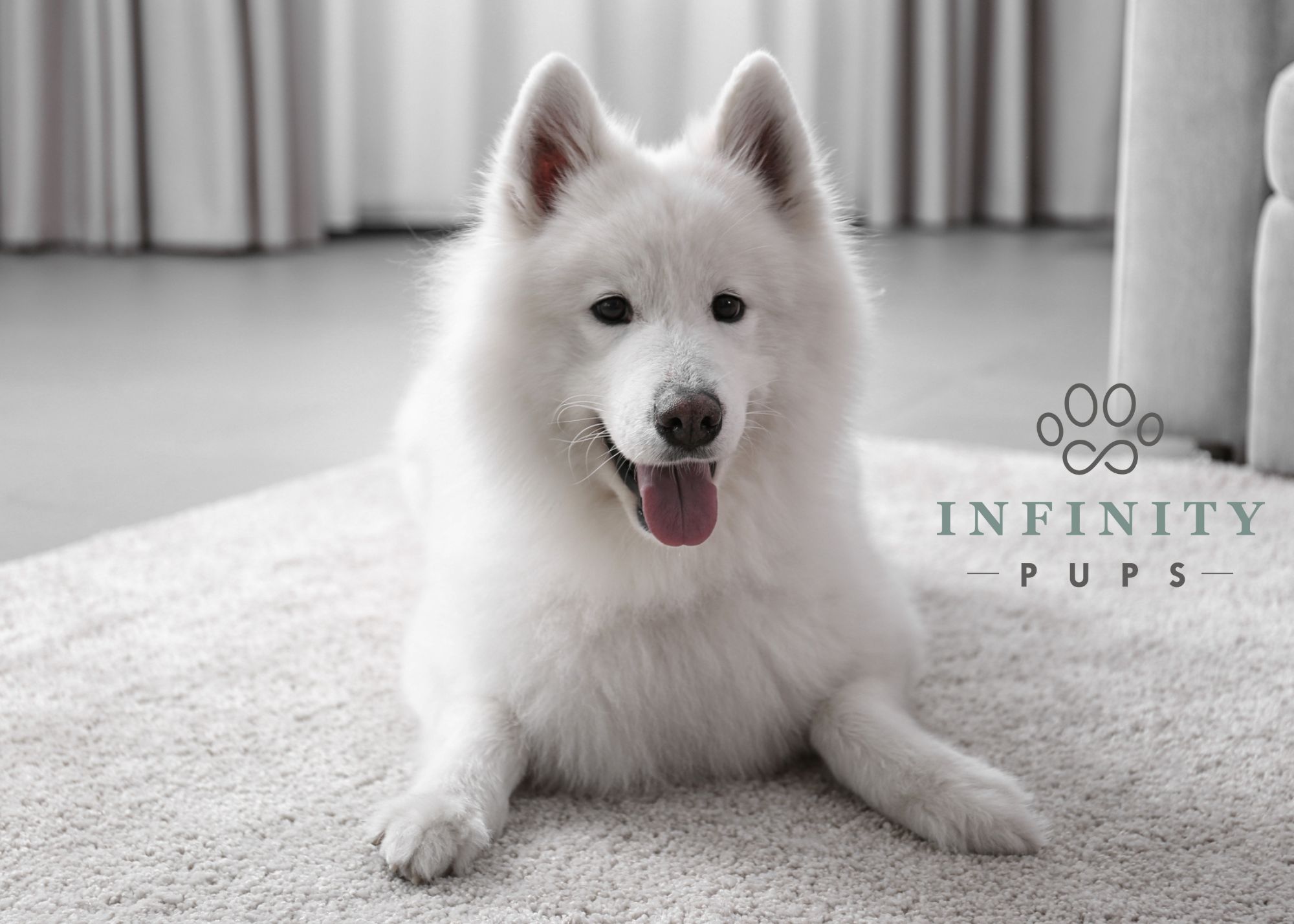 The Complete Guide To The Vibrant, Cheerful Samoyed 1