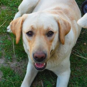 Joy – f1's mother, a Labrador Retriever