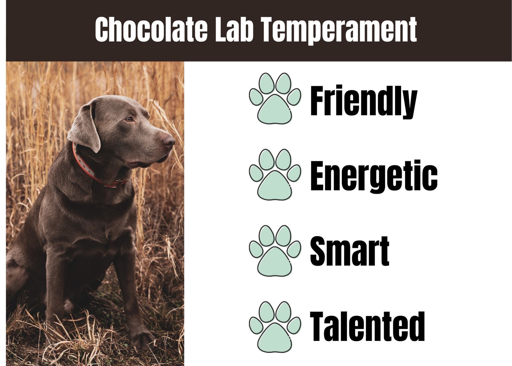 Mini Graphic 1 chocolate lab temperament