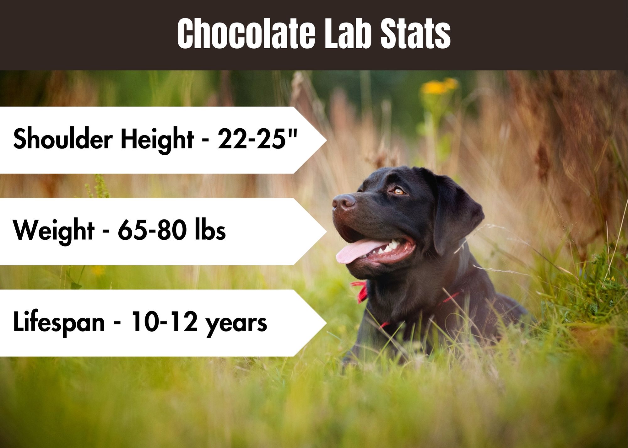 chocolate lab stats