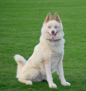 Cuddles's father, a Pomsky
