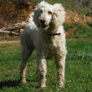 Joy – f1's father, a Standard Poodle