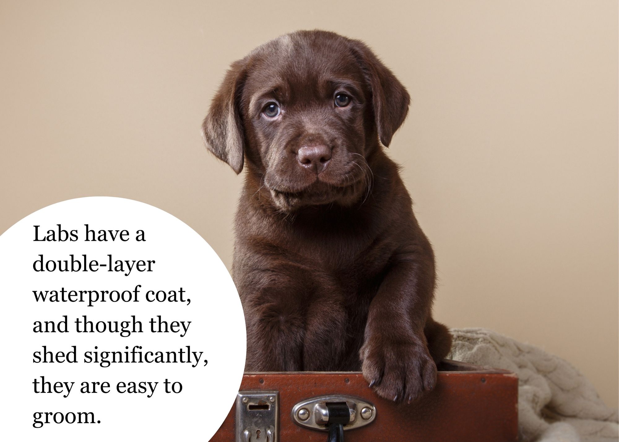 Text Graphic 2 chocolate lab coat