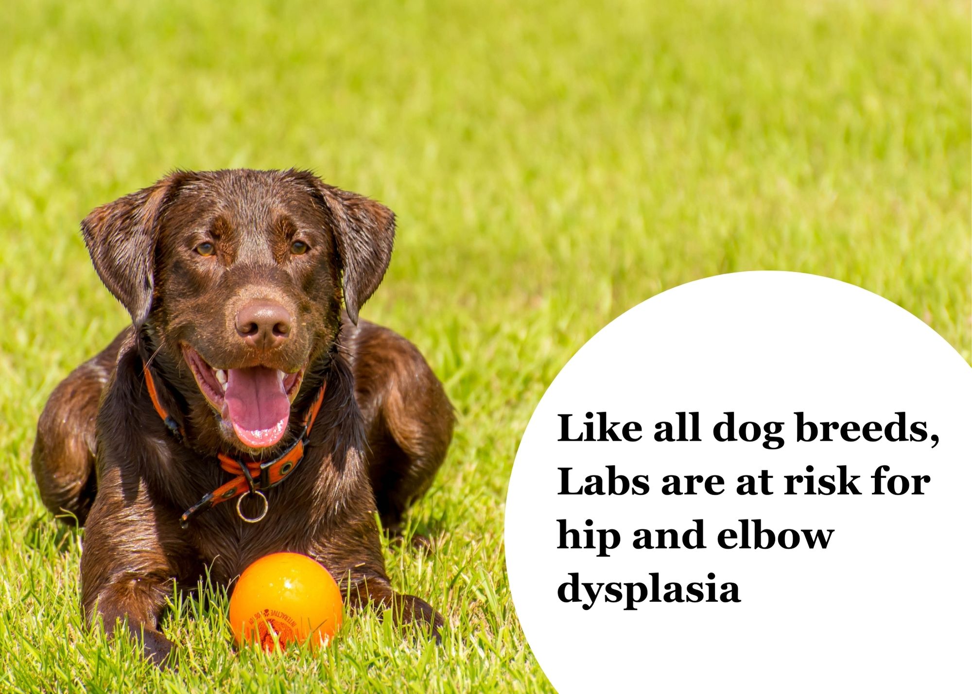 Text Graphic 3 chocolate lab health concerns