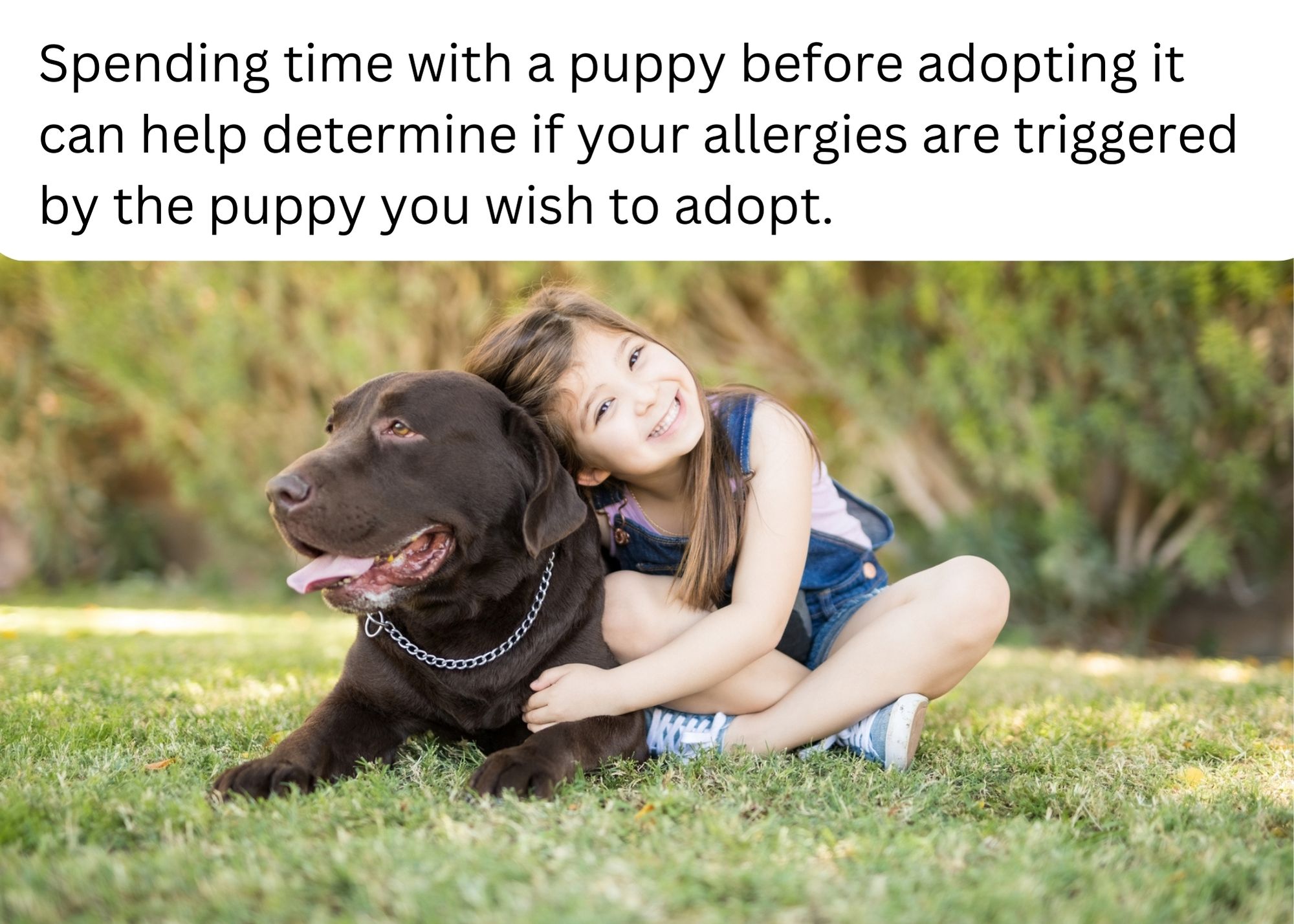 Text graphic 4 chocolate lab and allergies