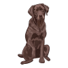 What Makes a Chocolate Lab Chocolate
