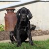 Dylan, AKC Great Dane puppy sitting