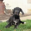 Dylan, AKC Great Dane puppy for sale